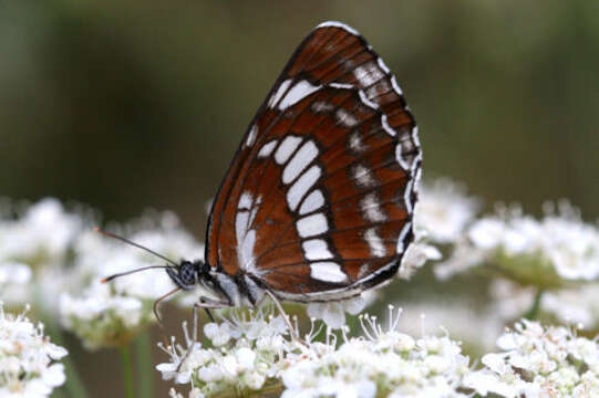 Image de Neptis rivularis ludmilla Nordmann 1851