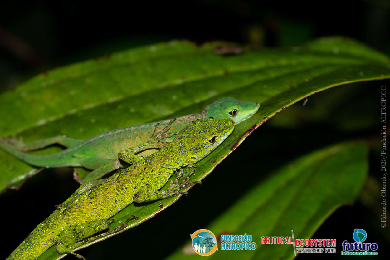 Image of Andes  Anole