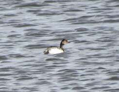 Imagem de Podiceps nigricollis gurneyi (Roberts 1919)