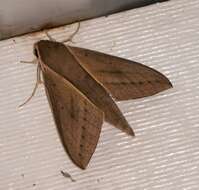 Image of Pale Brown Hawkmoth