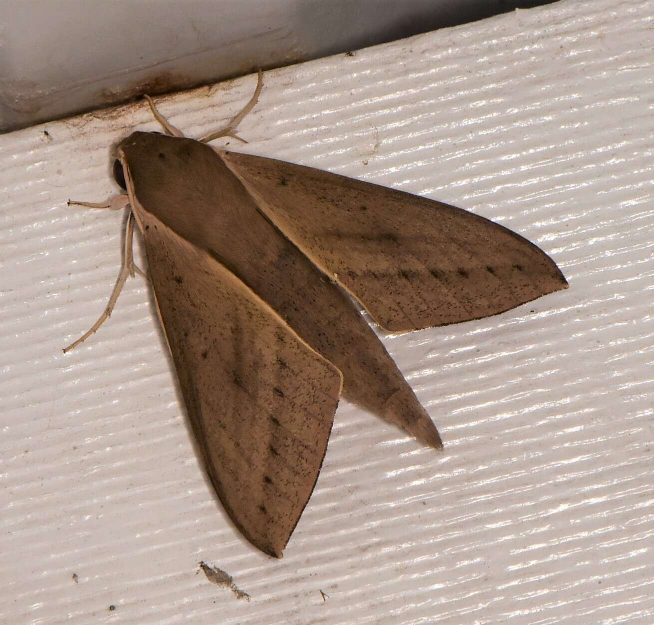 Image of Pale Brown Hawkmoth