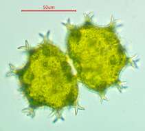 Image of Xanthidium armatum