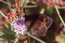 Image of Autumn Ringlet