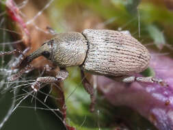 Image of Clover Seed Weevil