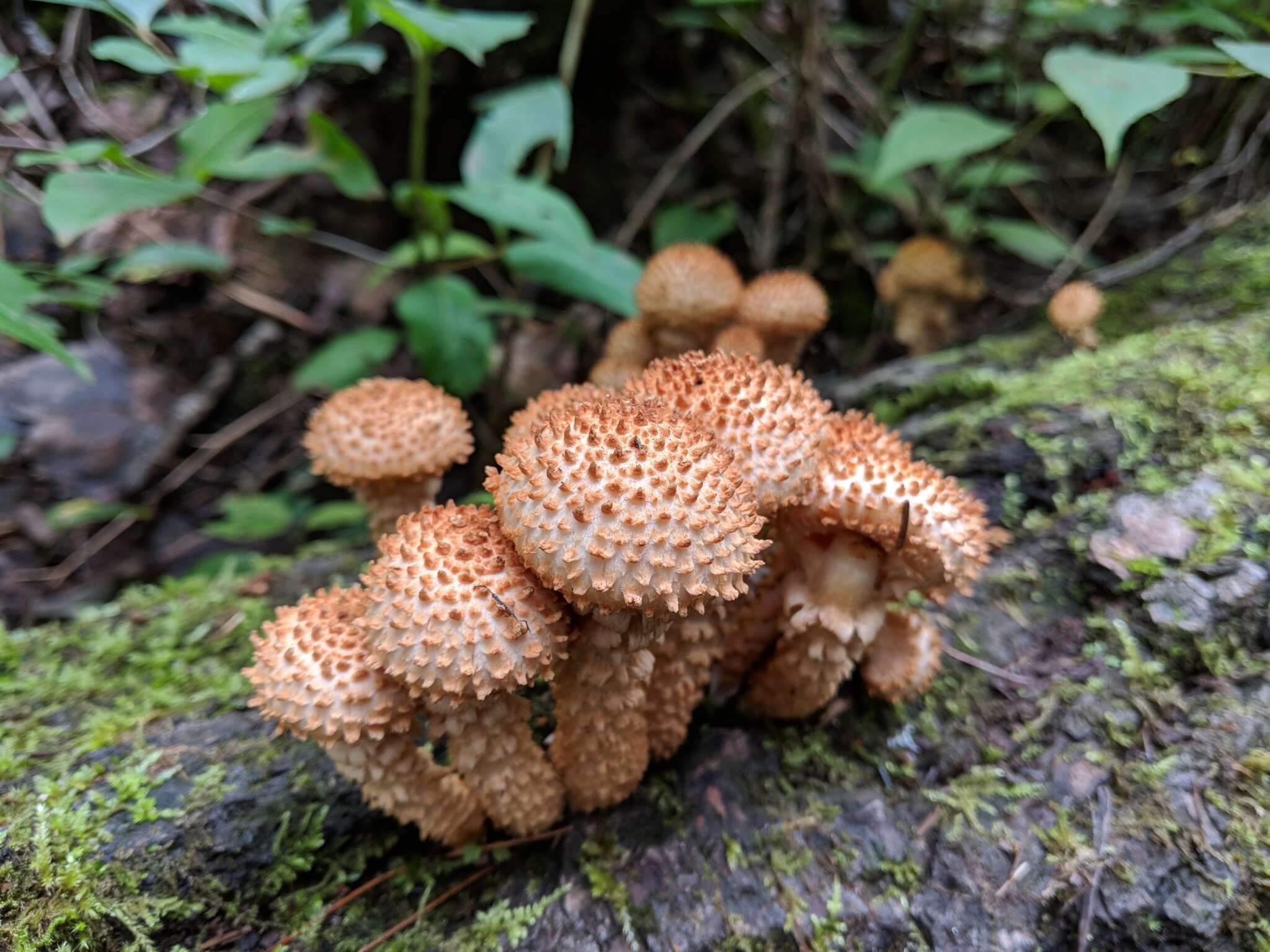 Image of shaggy scalycap