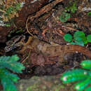Image of Saint Lucia dwarf gecko