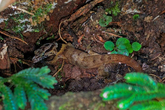 Sphaerodactylus microlepis Reinhardt & Lütken 1862的圖片