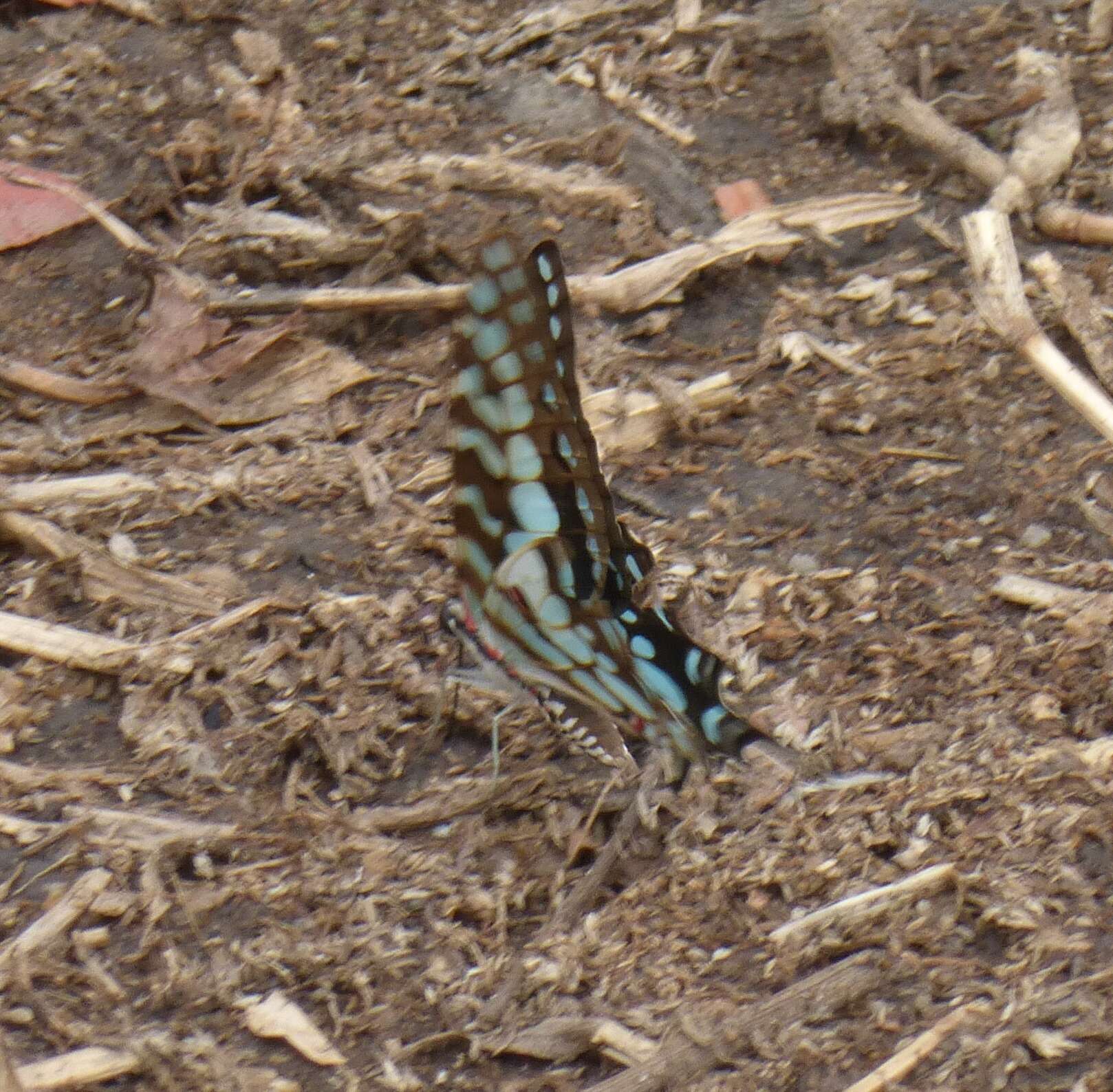 Image of Graphium antheus (Cramer (1779))