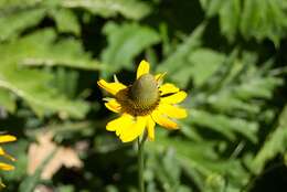 Rudbeckia californica A. Gray的圖片