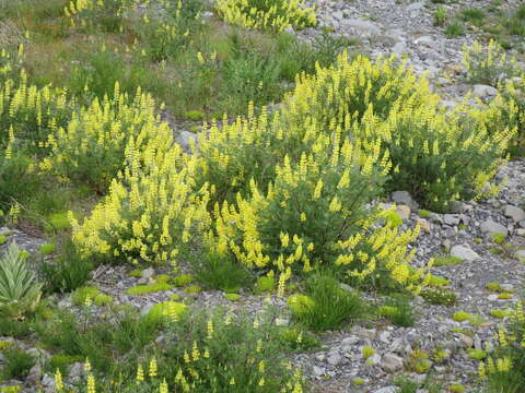 Image of yellow bush lupine