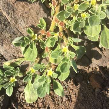 Image of Purslane-leaved aizoon