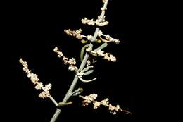 Image de Chenopodium nitrariaceum (F. Müll.) F. Müll. ex Benth.