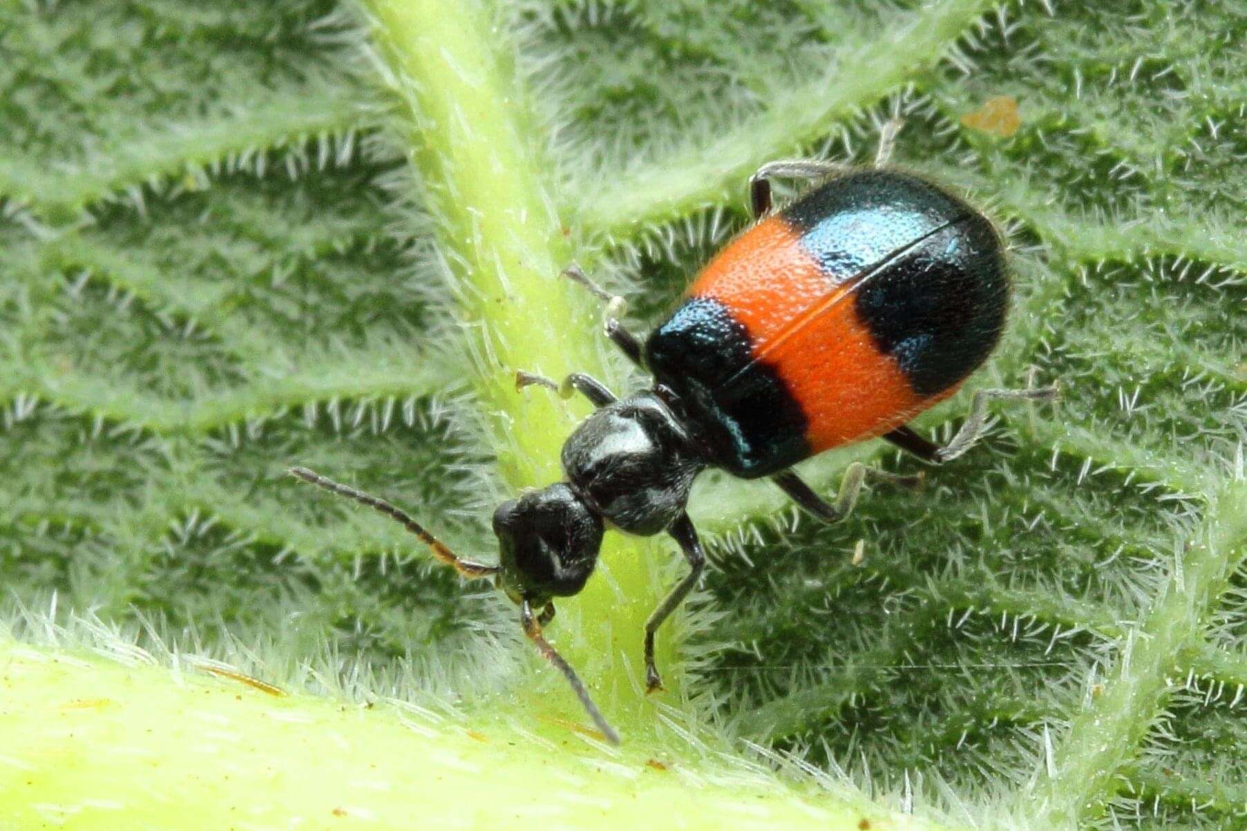 Image of Intybia tsushimensis (Sato & Ohbayashi 1968)