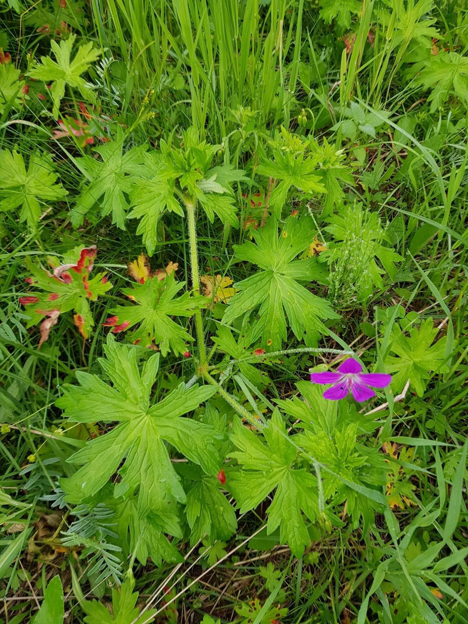 Imagem de Geranium palustre L.