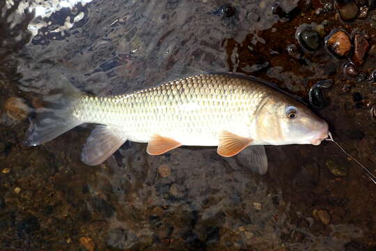 Image of Silver Redhorse