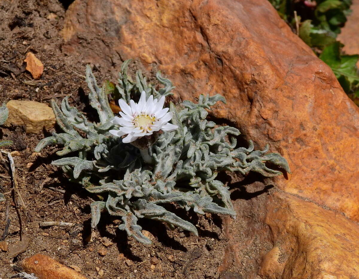 Image de Leucheria candidissima Gill. & D. Don