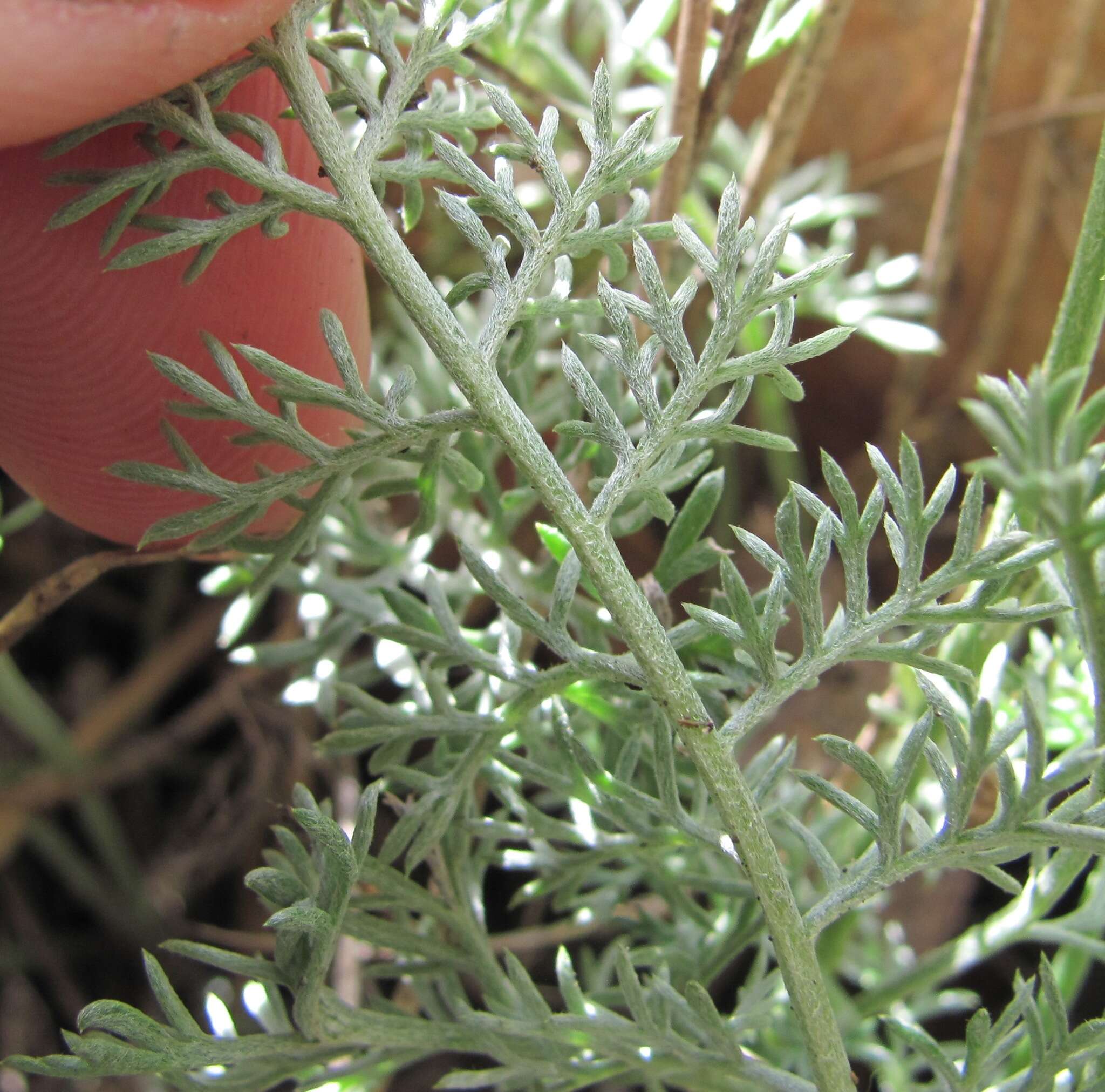 Image of Anthemis marschalliana Willd.