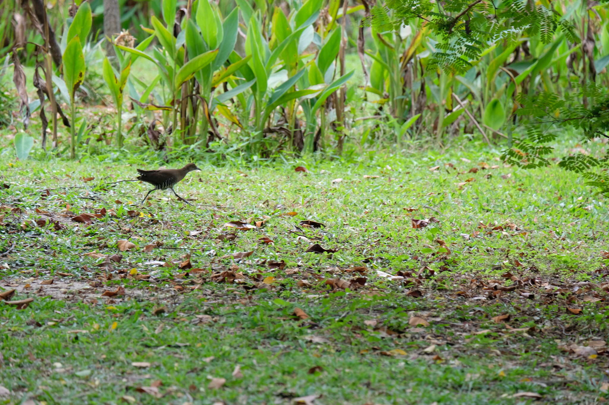 Image de Râle de forêt