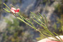 Imagem de Indigofera disticha Eckl. & Zeyh.