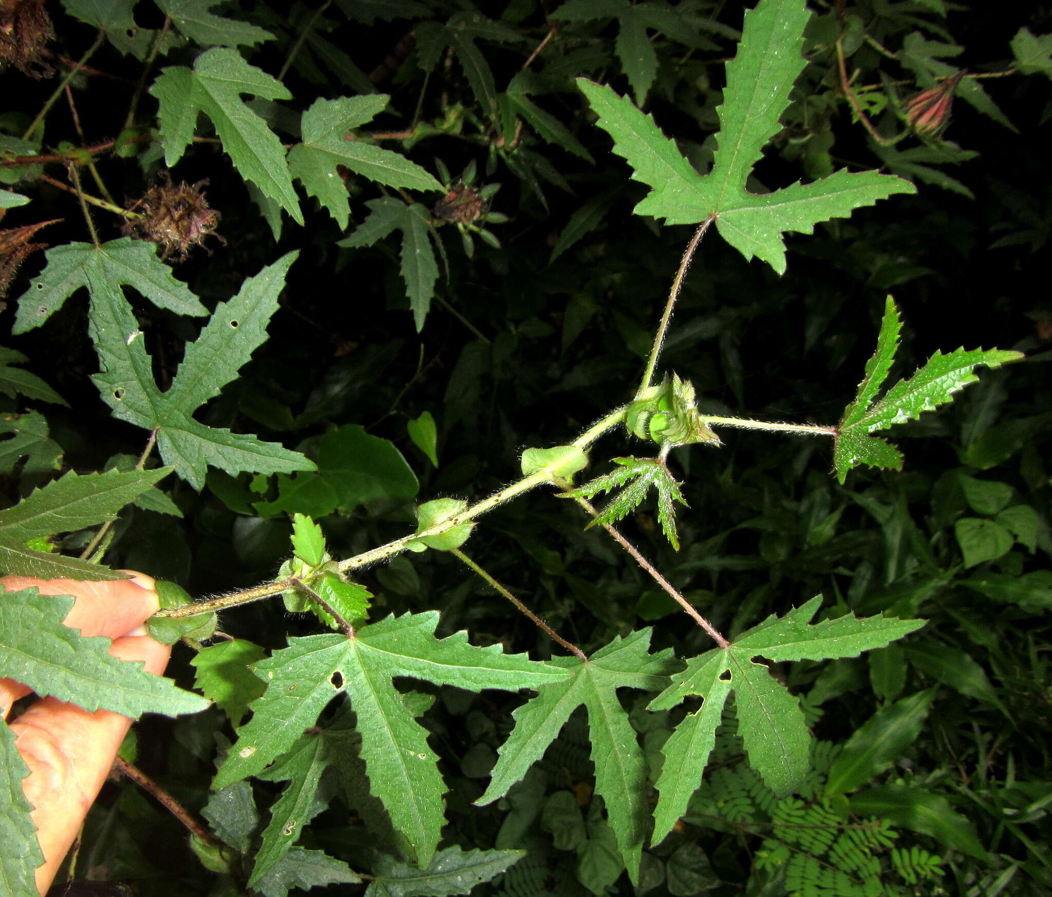 Image of Prickly hibiscus creeper