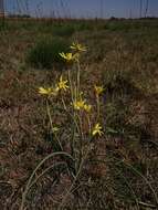 Image of yelow tulip