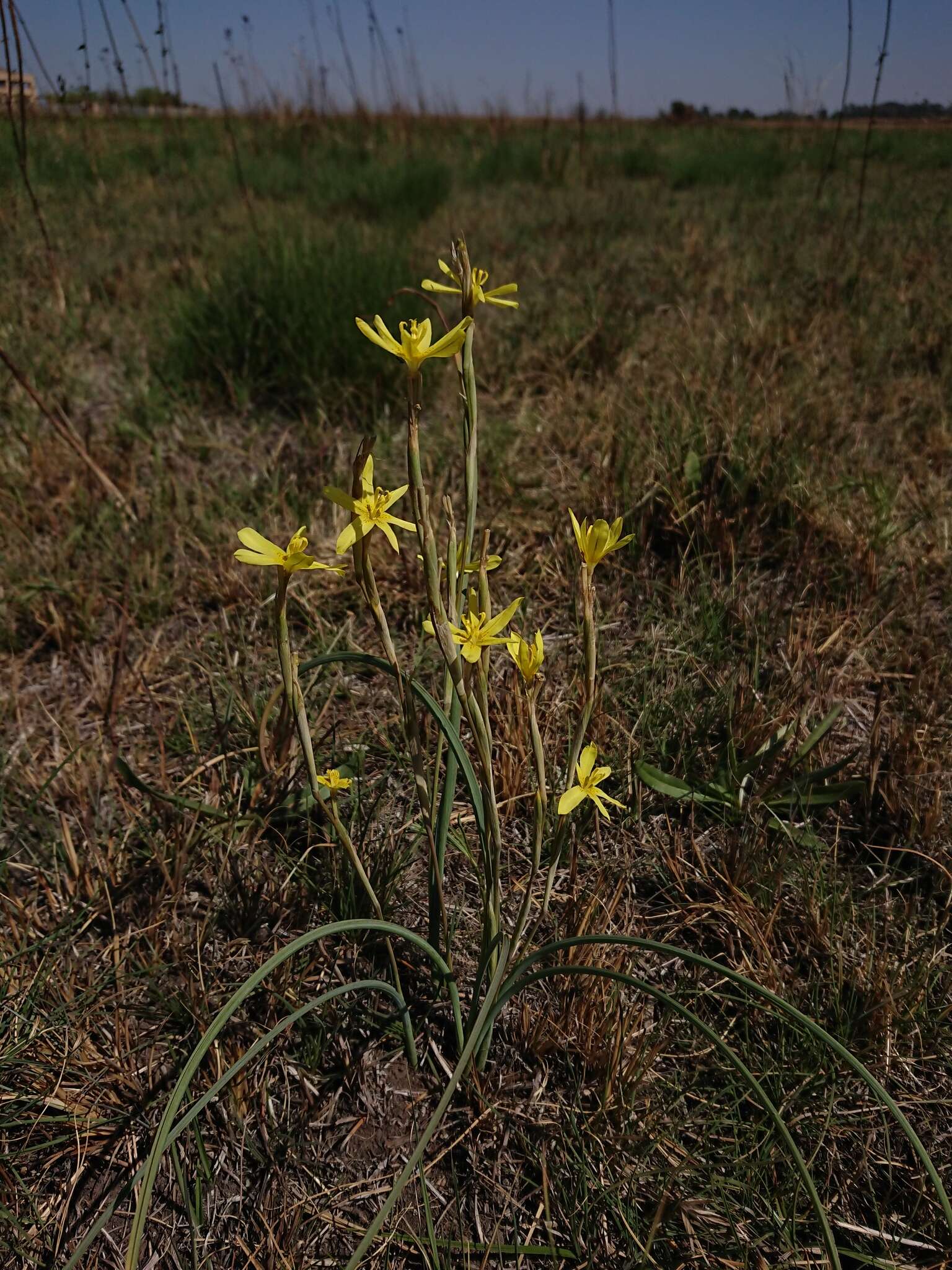 Image of yelow tulip