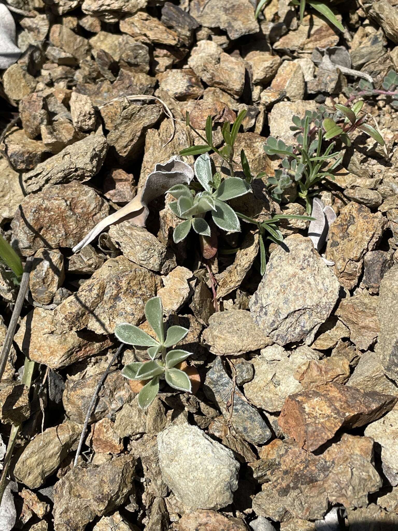 Image of Cobb Mountain lupine