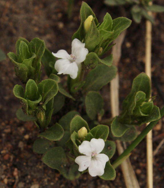 Image of Dyschoriste setigera (Pers.) J. C. Manning & Goldblatt