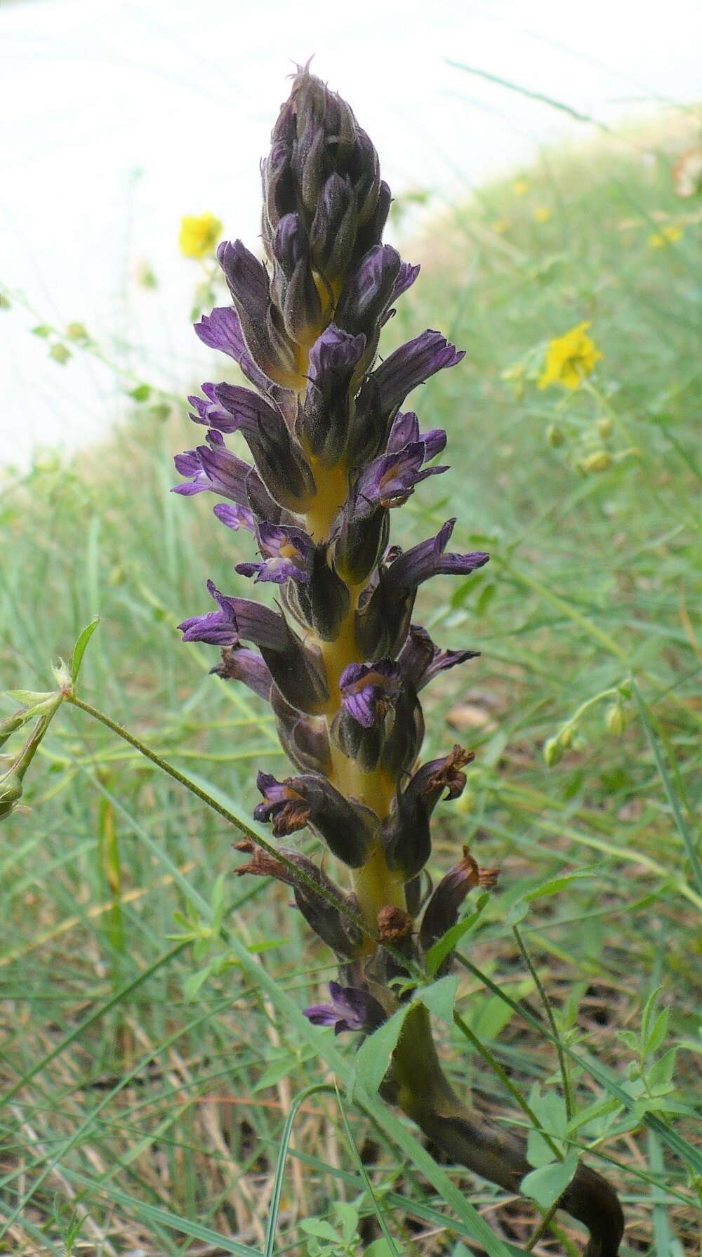 Image de Phelipanche bohemica (Celak.) J. Holub & Zazvorka