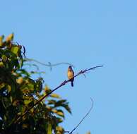 Image of Black-throated Munia