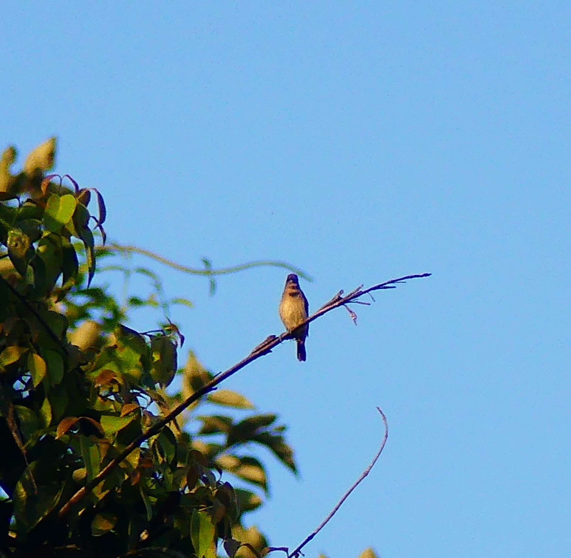 Image of Black-throated Munia