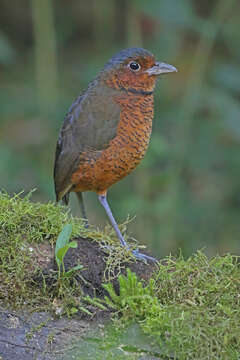 Image of Giant Antpitta