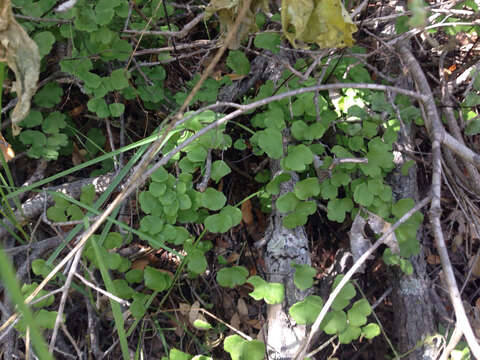 Image of California maidenhair