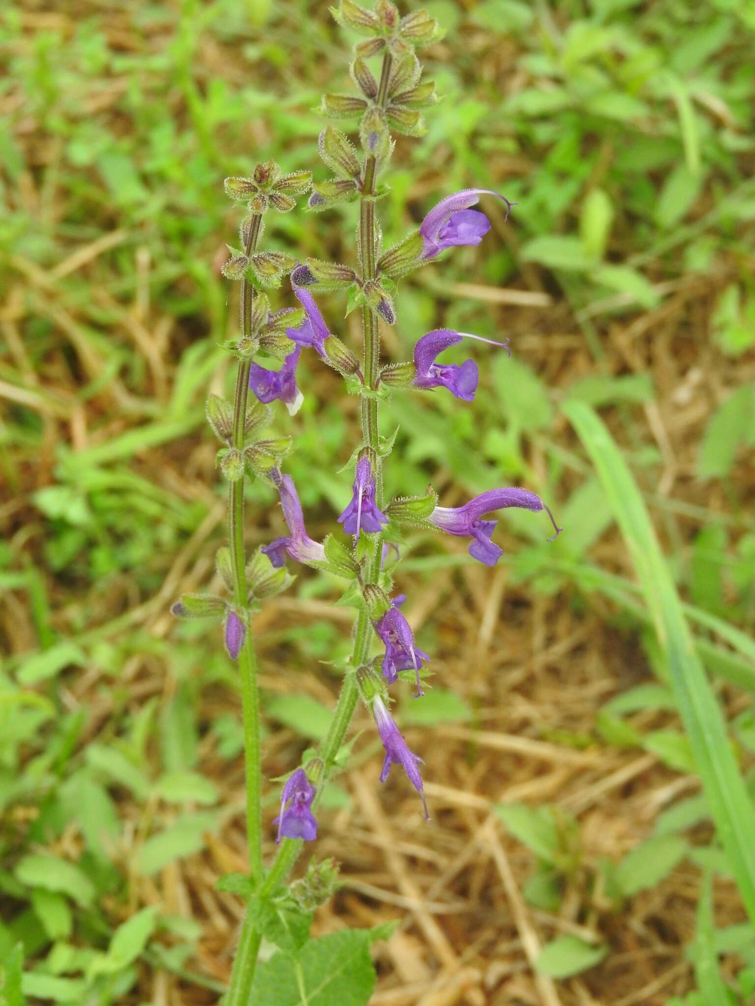 Imagem de Salvia pratensis L.