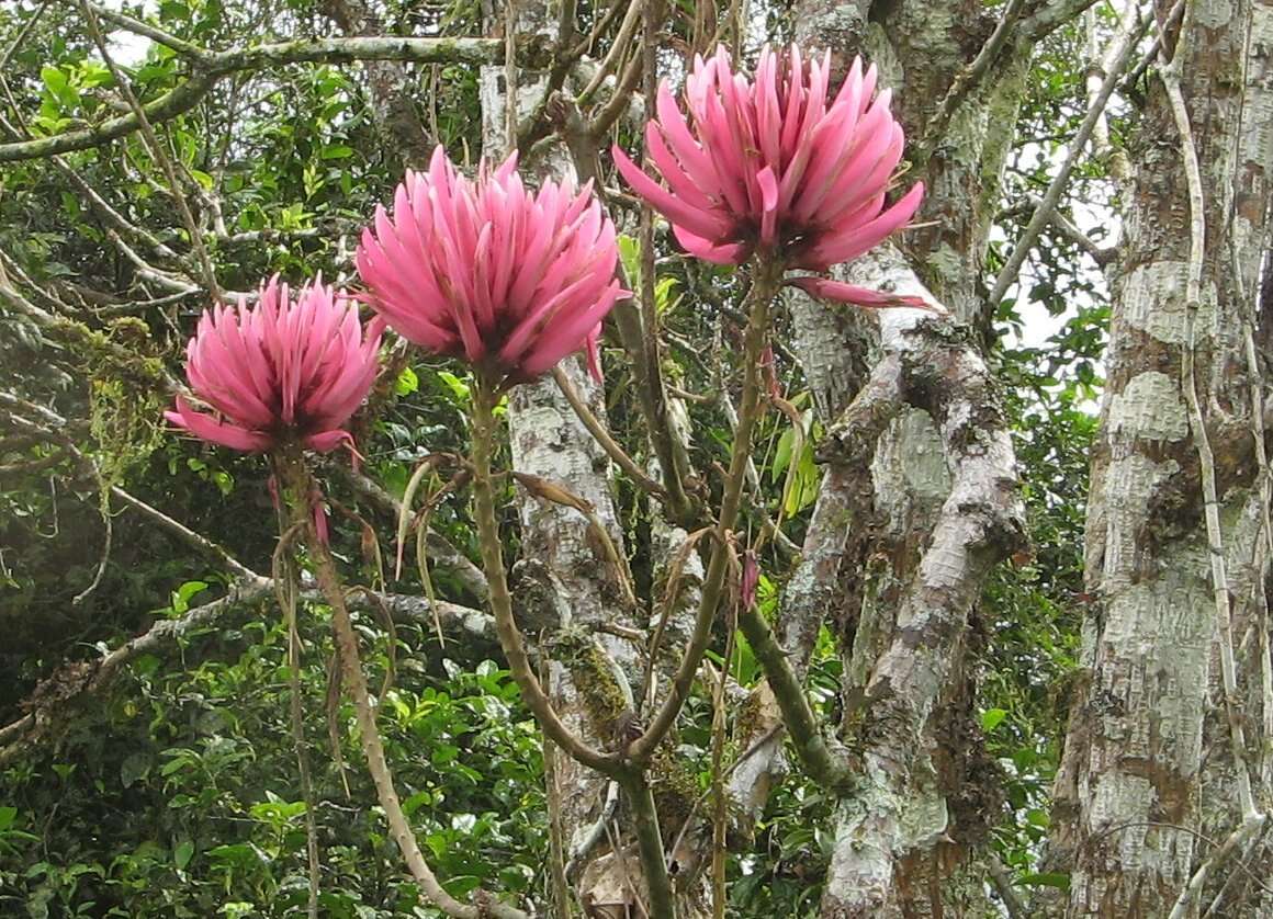 Слика од Erythrina peruviana Krukoff