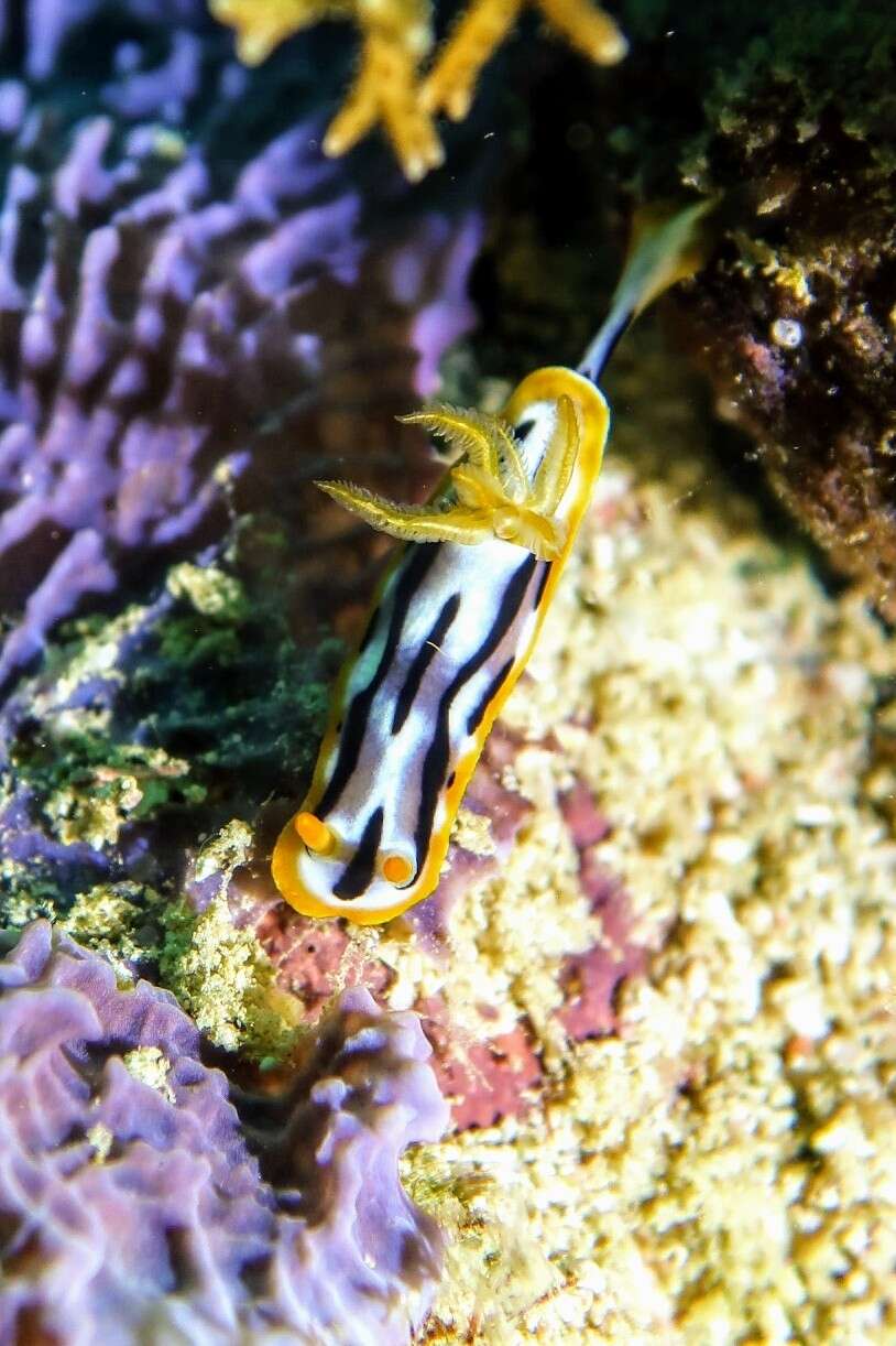 Image of Chromodoris strigata Rudman 1982