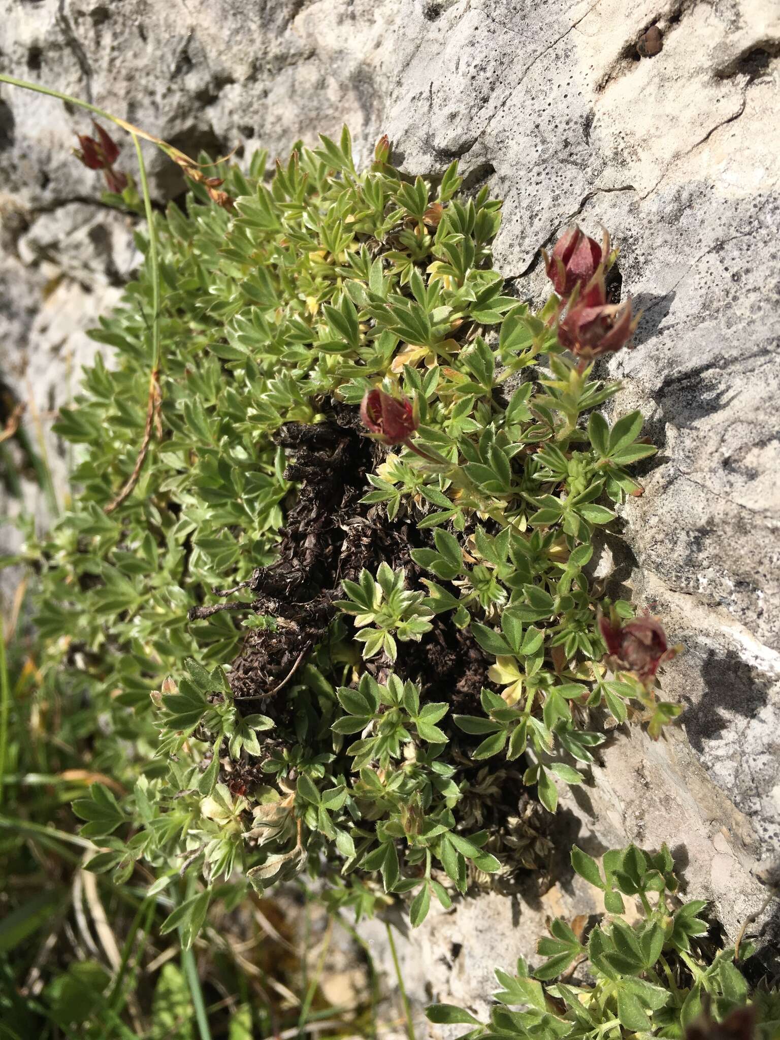 Image de Potentilla nitida L.