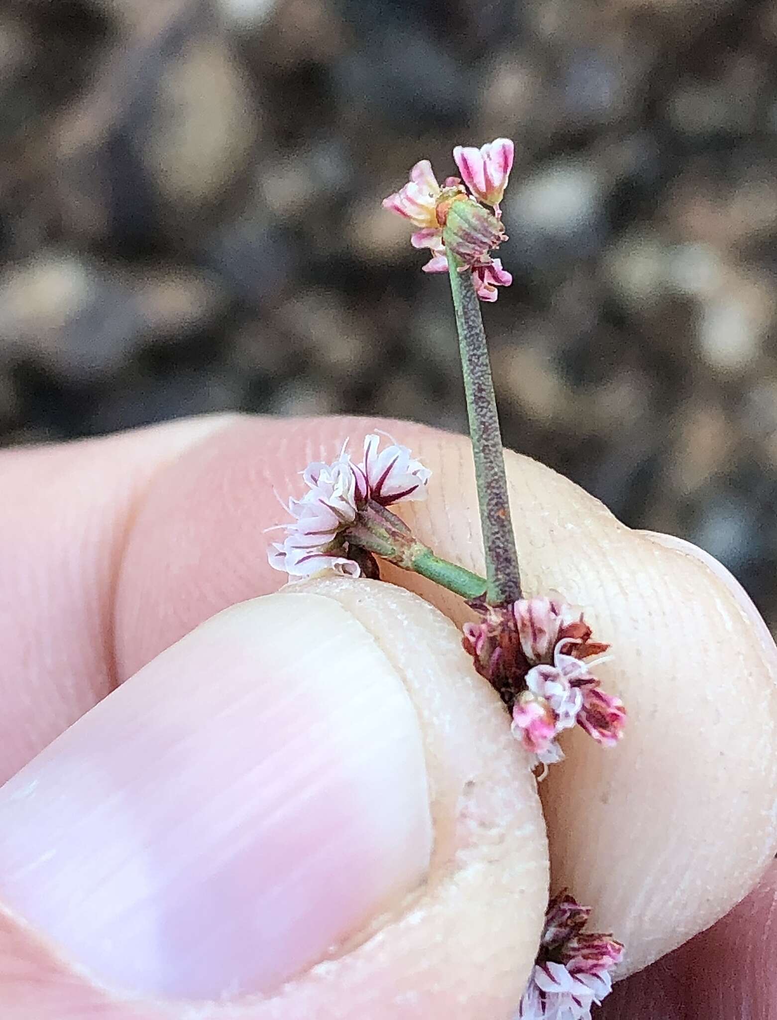 Image of goldencarpet buckwheat