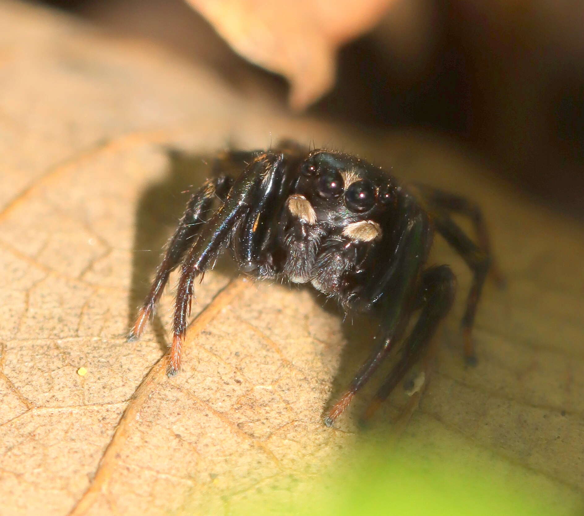 Image of Rumburak laxus (Zhang & Maddison 2012)