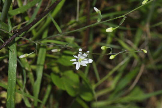 Image of Arthropodium candidum Raoul