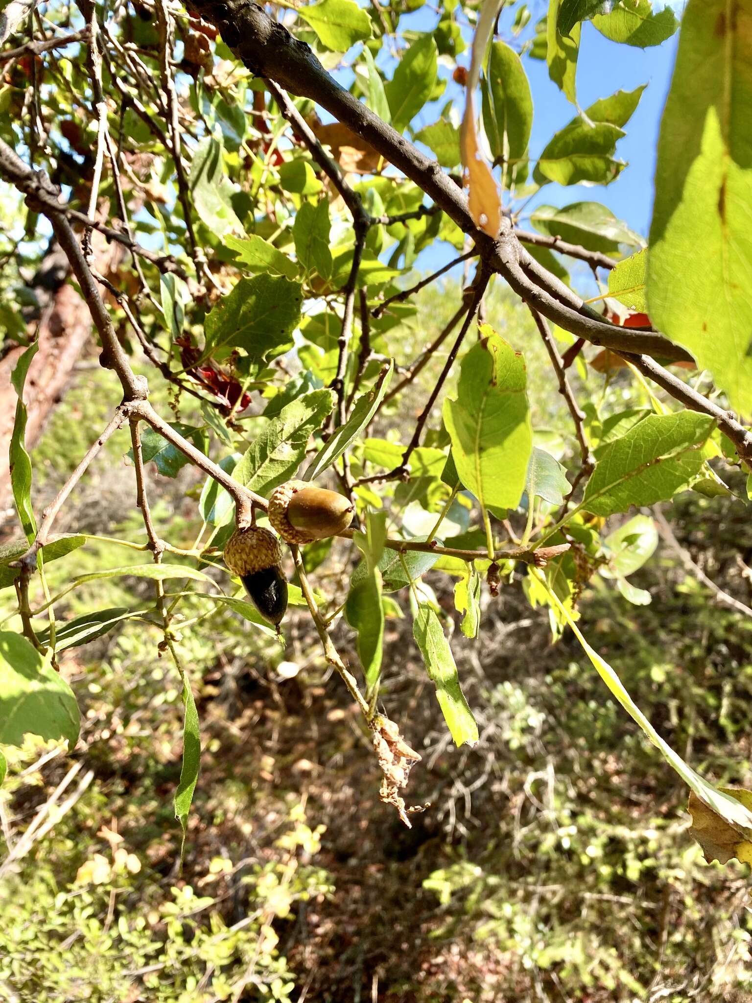 Image of Tamalpais oak