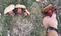 Image of ruddy bolete