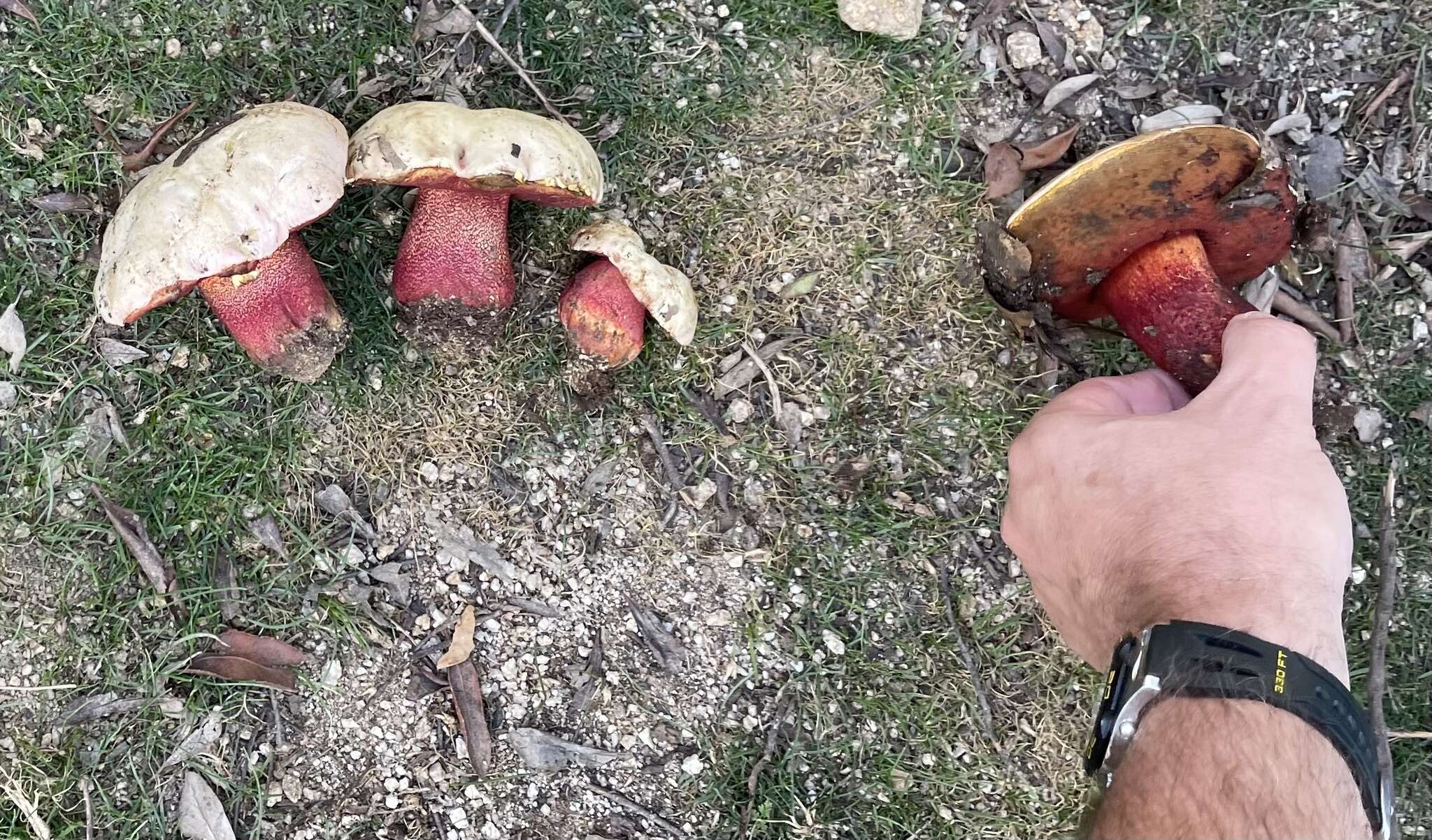 Image of ruddy bolete