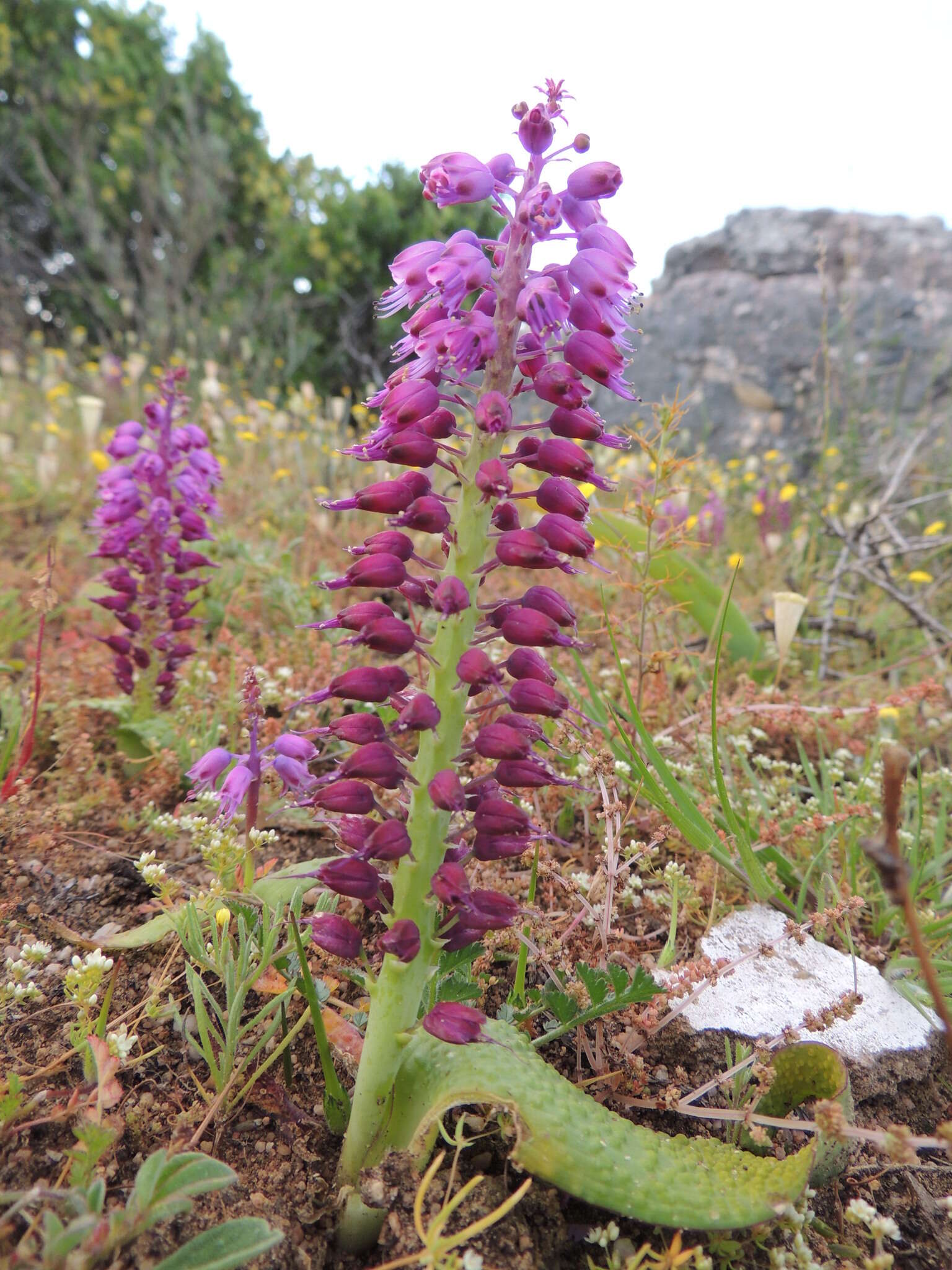 Image of Lachenalia pallida Aiton