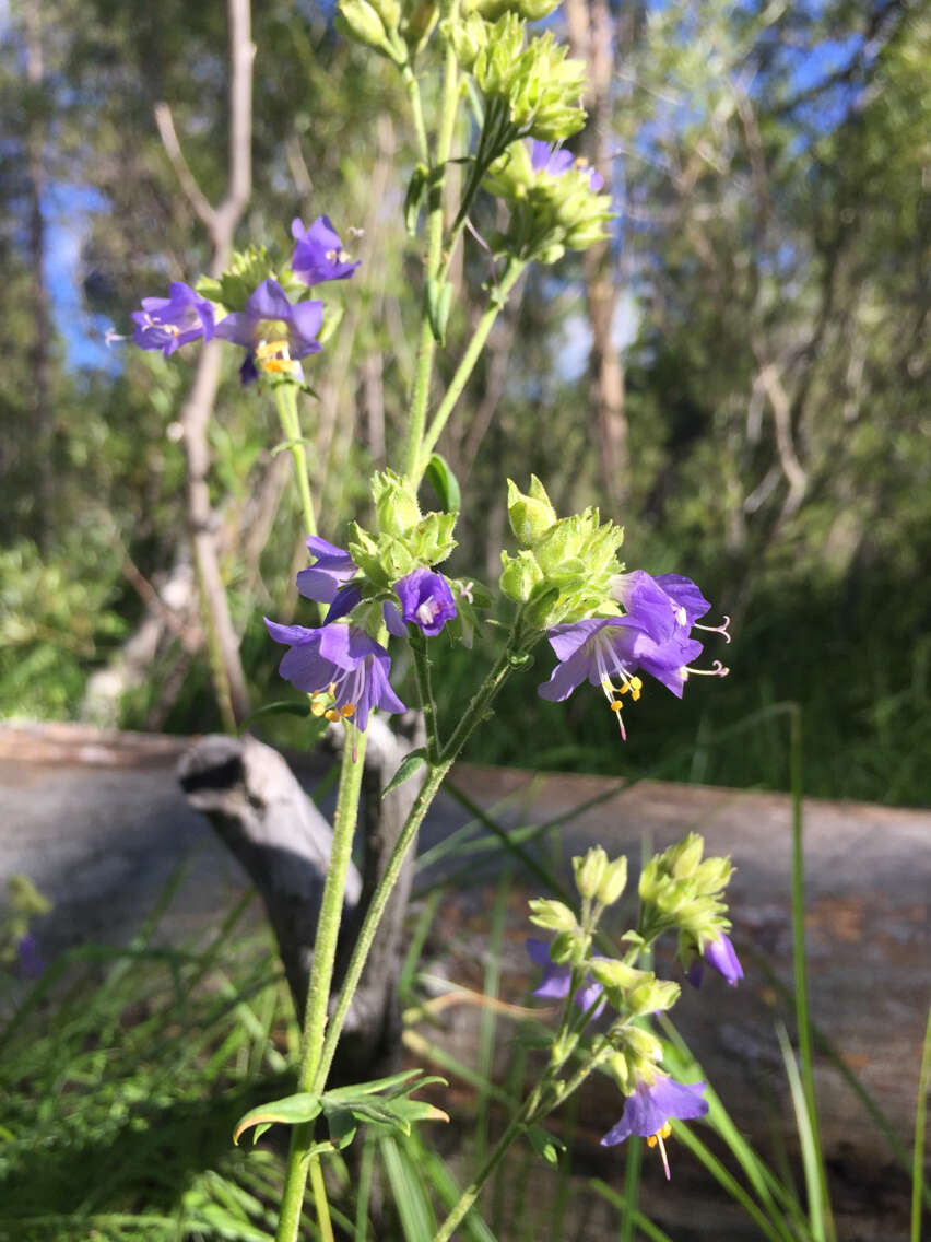 Image of western polemonium