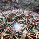 Image of Mammillaria heyderi subsp. gummifera (Engelm.) D. R. Hunt