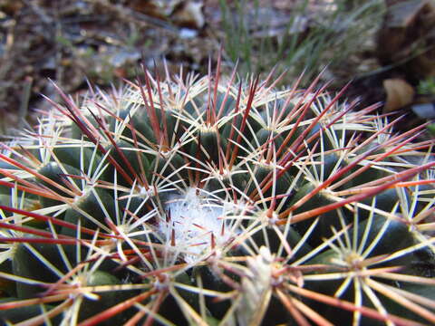 Image of Mammillaria heyderi subsp. gummifera (Engelm.) D. R. Hunt