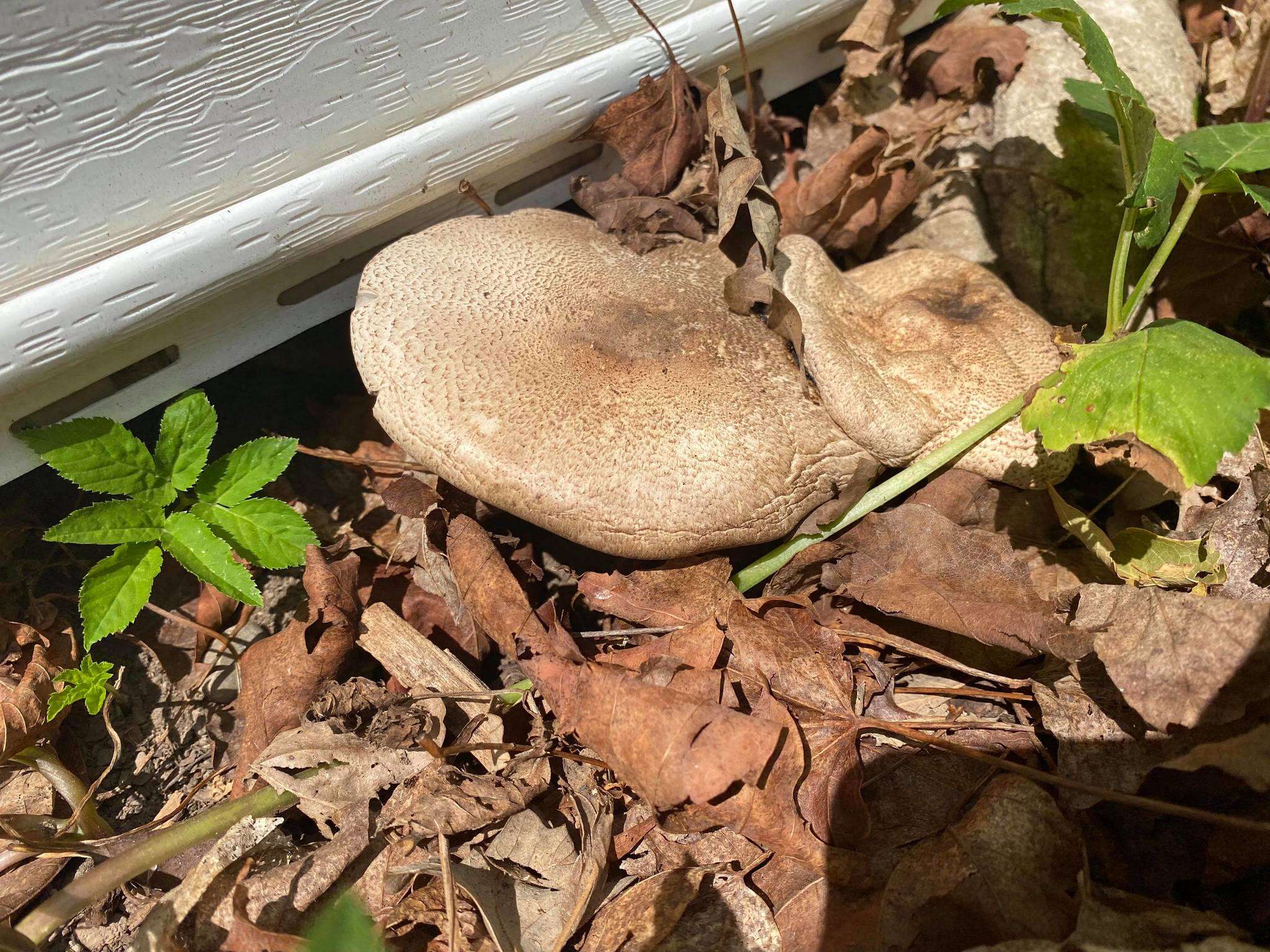 Image of Eastern Flat-topped Agaricus