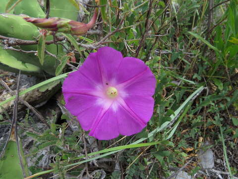 Image of Ipomoea ignava House