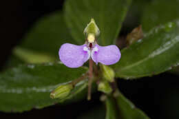 Image of Impatiens minor (DC.) S. S. R. Bennet